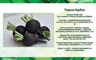 Польза черной редьки