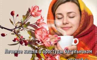Багульник от кашля