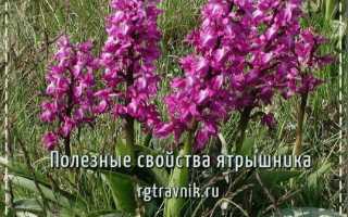 Растение ятрышник
