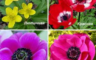 Правила размножения и посадки анемоны