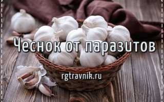 Чесночная клизма — 5 эффективных рецептов от паразитов