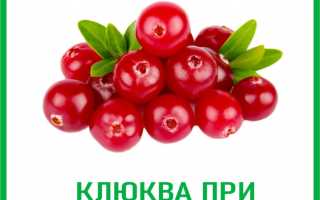 Клюква от цистита