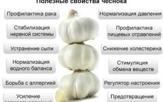 Чеснок польза и вред
