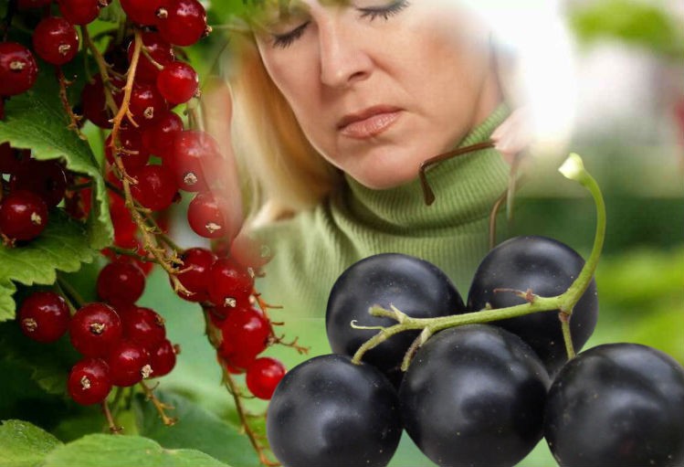 польза смородины для иммунитета