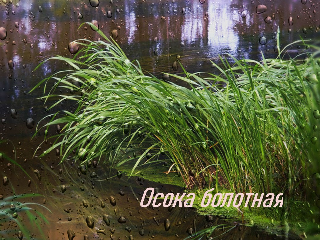 как выглядит осока болотная