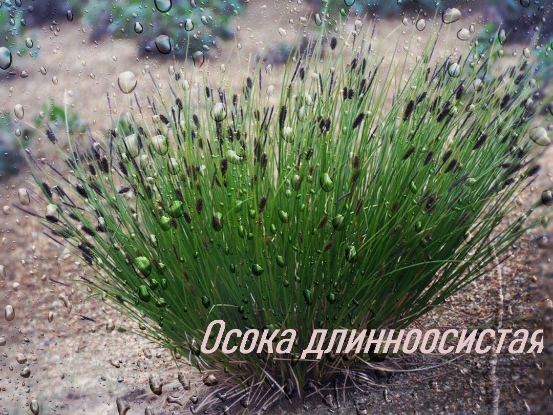 как выглядит осока длинноосистая