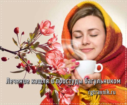 цветки багульника от кашля