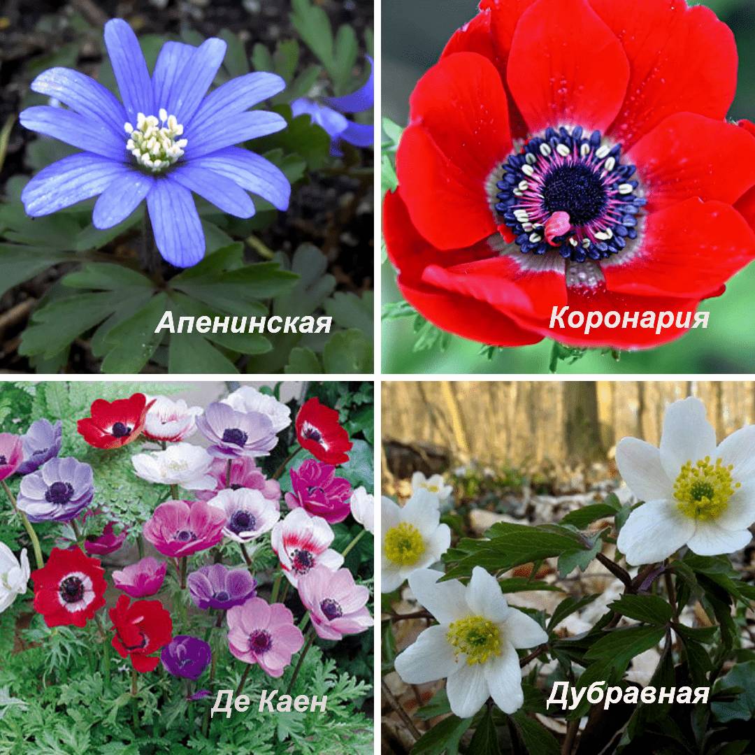 какие бывают анемоны